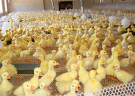 Il reticolato di plastica del pollame di resistenza all'usura per l'alimentazione dell'anatra del pollo e l'animale proteggono