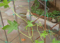 6,5 piedi di guardia di plastica Protector Trellis di Mesh Netting Hdpe Garden Leaf