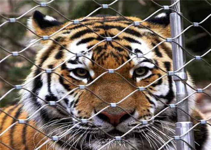 maglia della corda di 7x19 1.5mm ss 20 anni di Tiger And Parrot Use Zoo