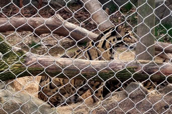 Un leopardo è accluso dalla maglia annodata dello zoo del cavo di acciaio inossidabile