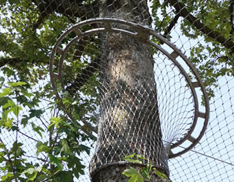 Congiungere fra il reticolato dell'uccelliera e un albero alto è una rete densa che efficacemente impedisce gli uccelli il volo fuori.